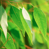 aceite esencial de eucalipto LIV NATURAL