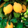 Aceites esenciales 100% puros de limón LIV natural