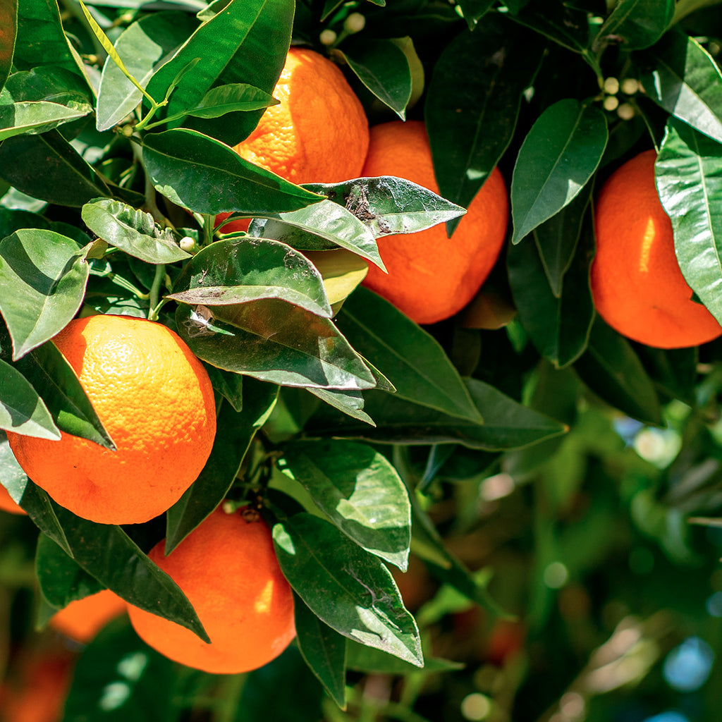 aceite esencial de naranja LIV NATURAL